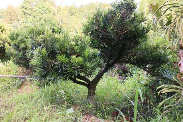 他67岁 种了16年罗汉松盆景 怎么卖掉