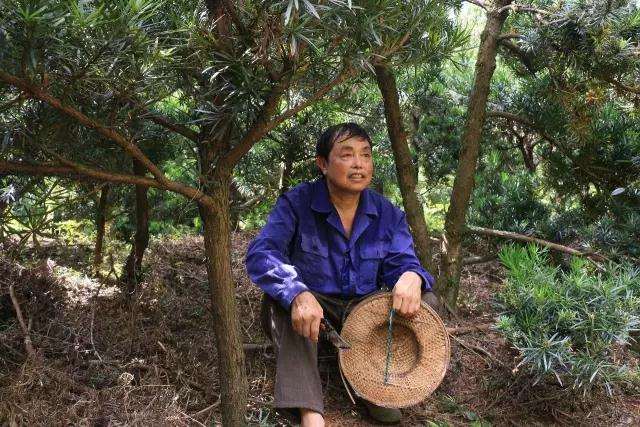 他67岁 种了16年罗汉松盆景 怎么卖掉