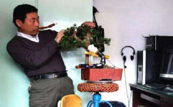 直杆罗汉松盆景怎样造型的方法