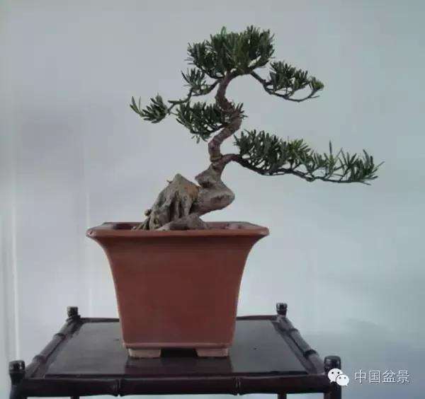 罗汉松盆景施什么肥最好