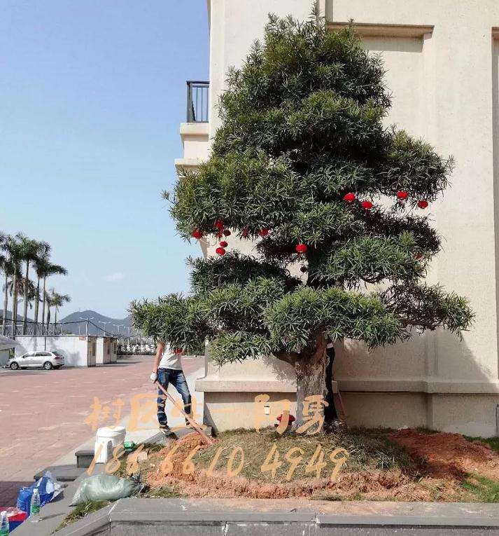 罗汉松盆景处理前怎么生长的状况