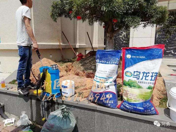 罗汉松盆景处理前怎么生长的状况