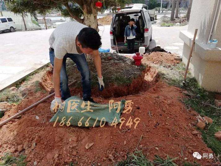 罗汉松盆景处理前怎么生长的状况