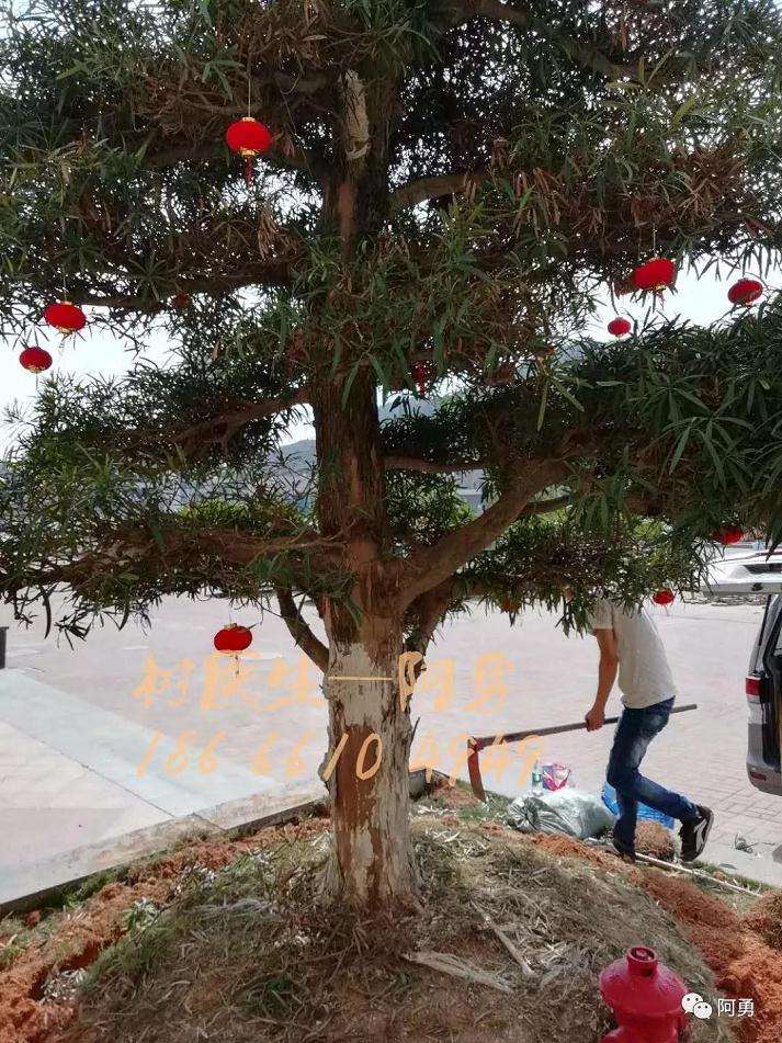 罗汉松盆景处理前怎么生长的状况