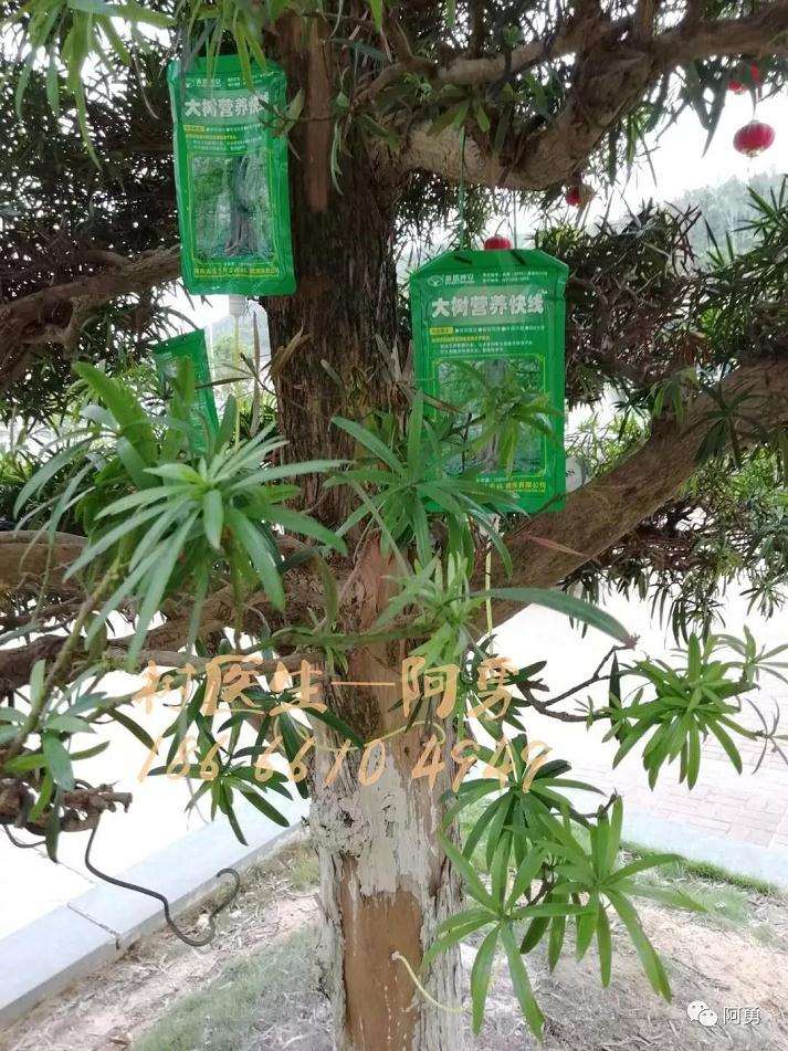 罗汉松盆景处理前怎么生长的状况