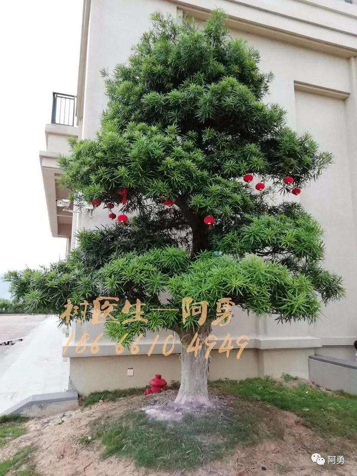 罗汉松盆景处理前怎么生长的状况