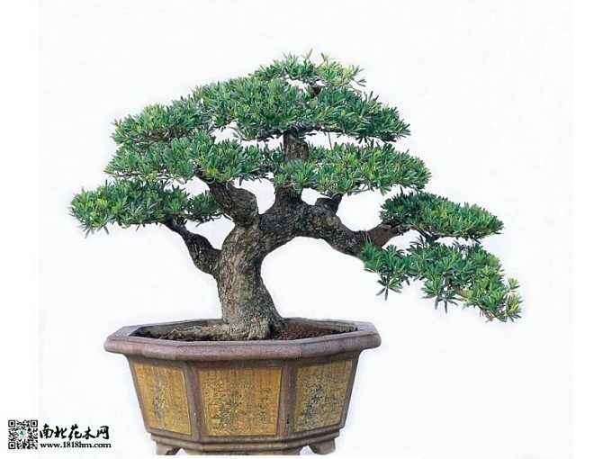 罗汉松盆景遭受病虫害侵袭