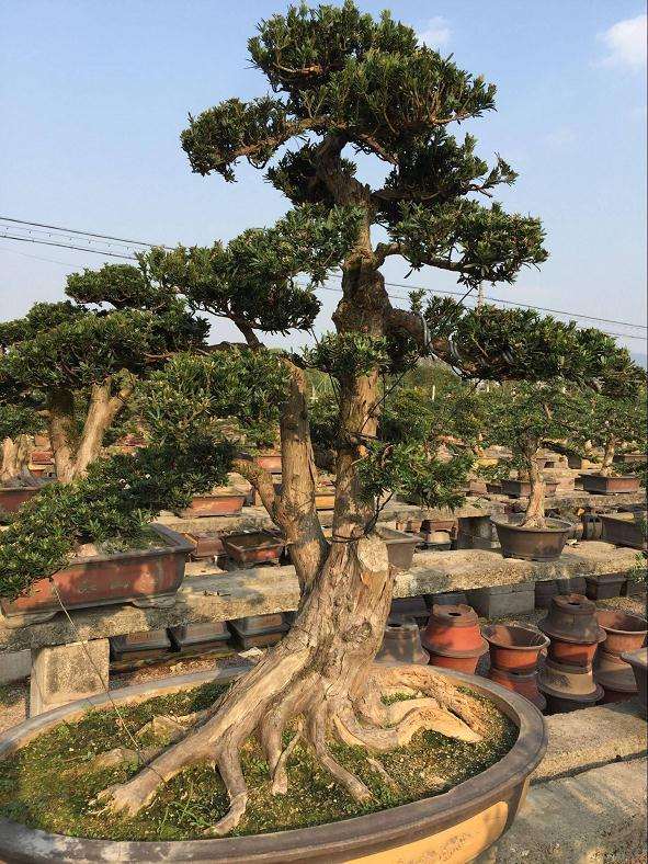 罗汉松盆景出现叶子发黄