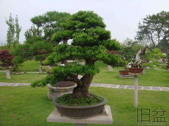 罗汉松盆景盆土怎么浇水的方法