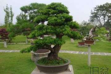 罗汉松盆景盆土怎么浇水的方法