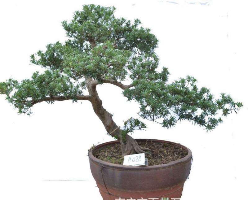 如何区别罗汉松盆景雌雄的方法