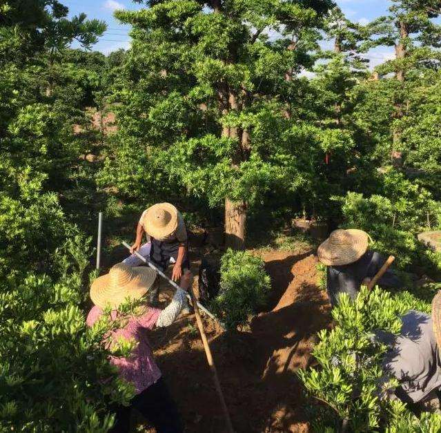 他要做全国最大的罗汉松盆景基地