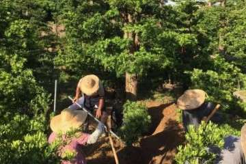 他要做全国最大的罗汉松盆景基地