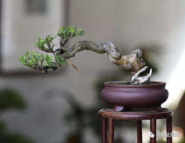 雀舌罗汉松盆景怎么浇水施肥的方法