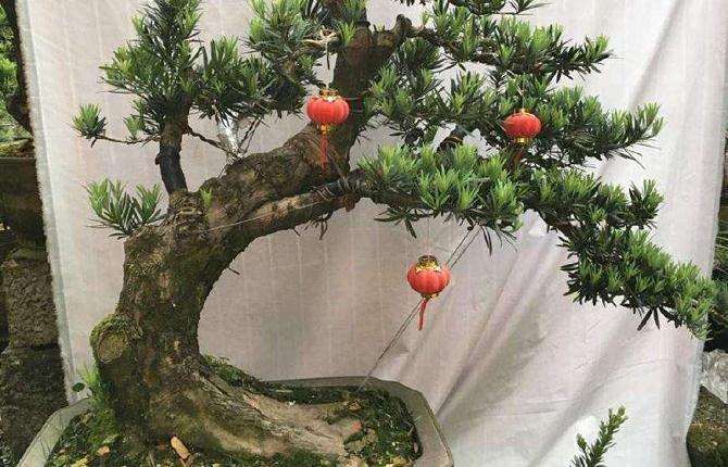 罗汉松盆景叶子发黄是怎么回事