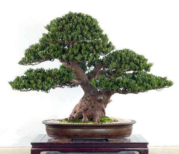 罗汉松盆景怎么栽培与养护的6个方法