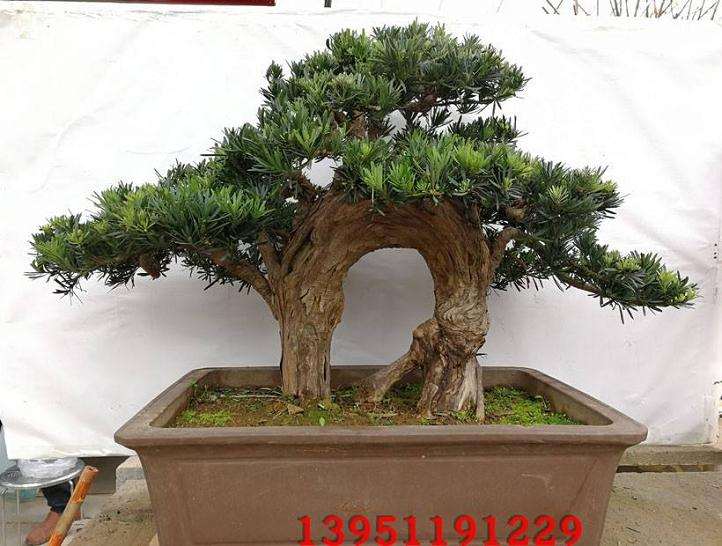 罗汉松室内盆景怎么养护与种植