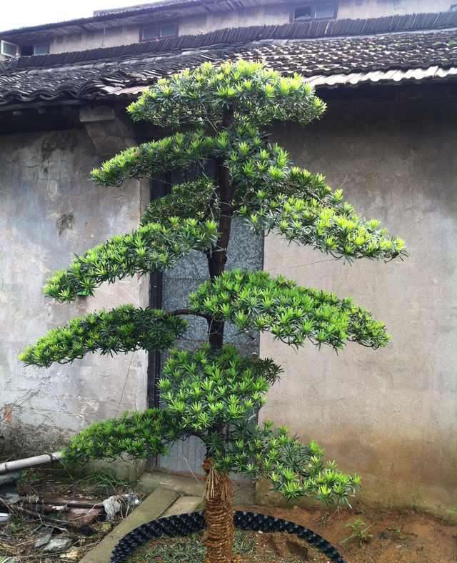 罗汉松室内盆景怎么养护与种植