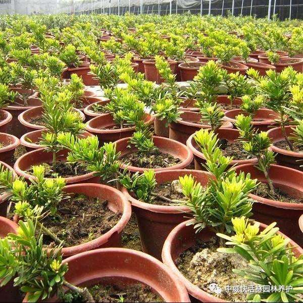 图解 罗汉松盆景怎么扦插的方法