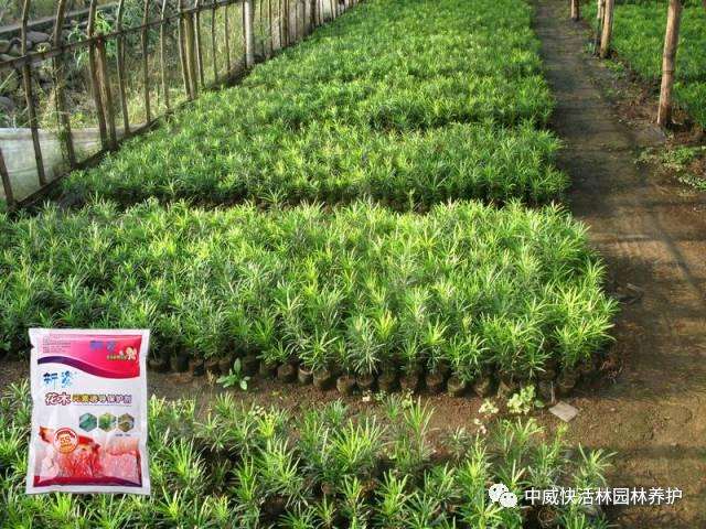 图解 罗汉松盆景怎么扦插的方法