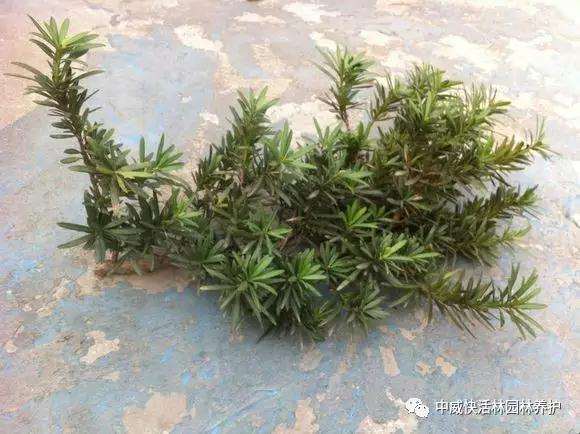 图解 罗汉松盆景怎么扦插的方法