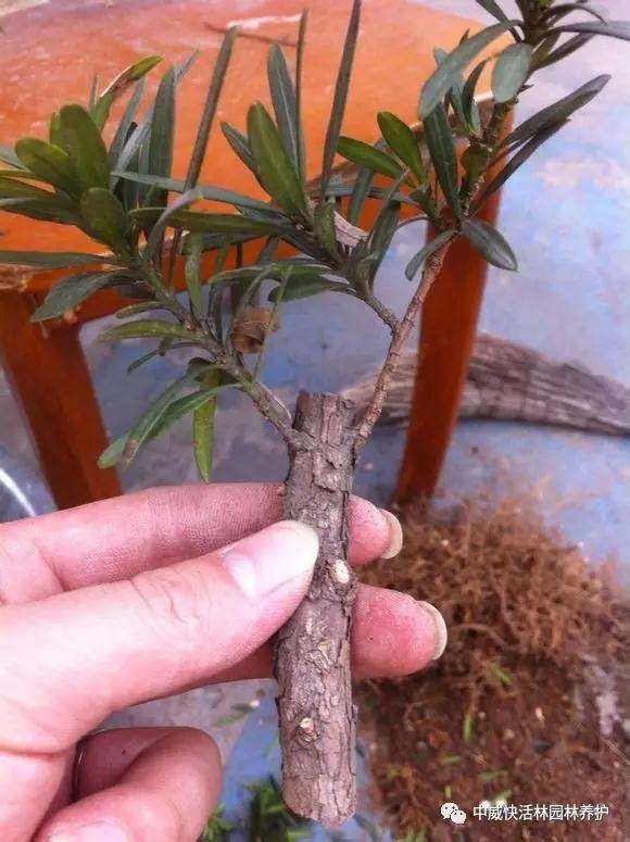 图解 罗汉松盆景怎么扦插的方法