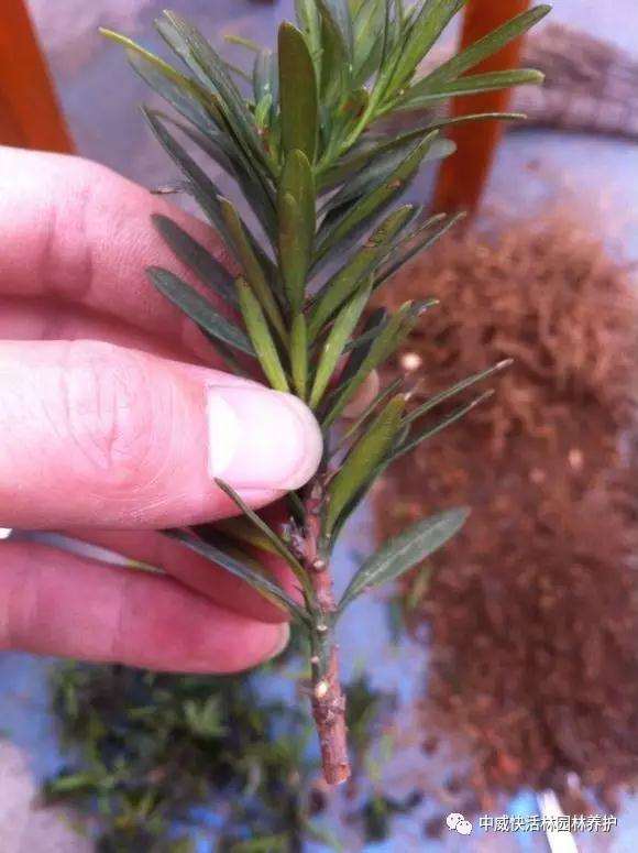 图解 罗汉松盆景怎么扦插的方法