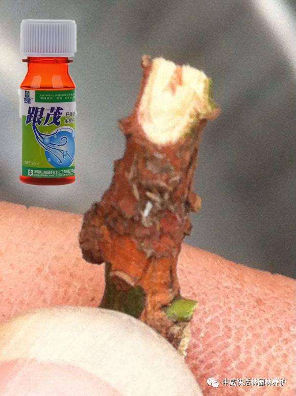 图解 罗汉松盆景怎么扦插的方法