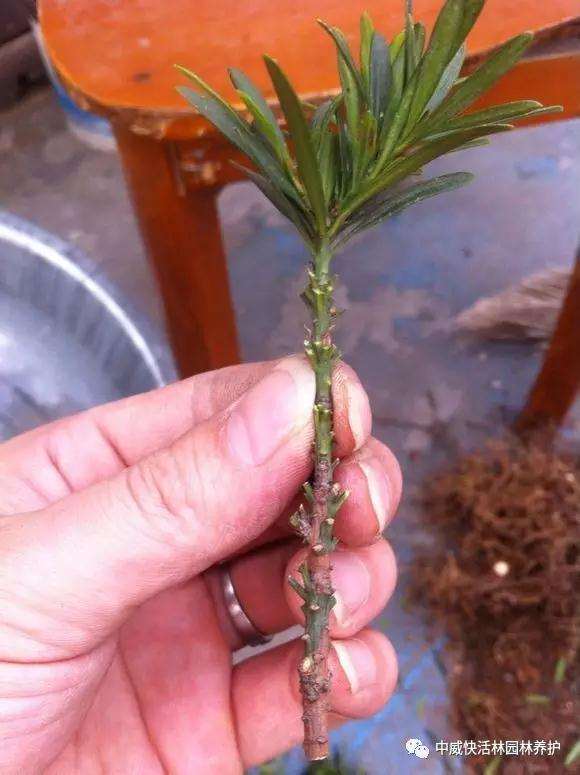 图解 罗汉松盆景怎么扦插的方法