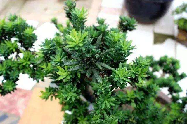 罗汉松盆景怎么上盆制作的方法