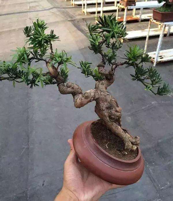 罗汉松盆景怎么上盆制作的方法