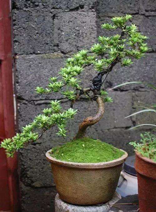 罗汉松盆景怎么上盆制作的方法