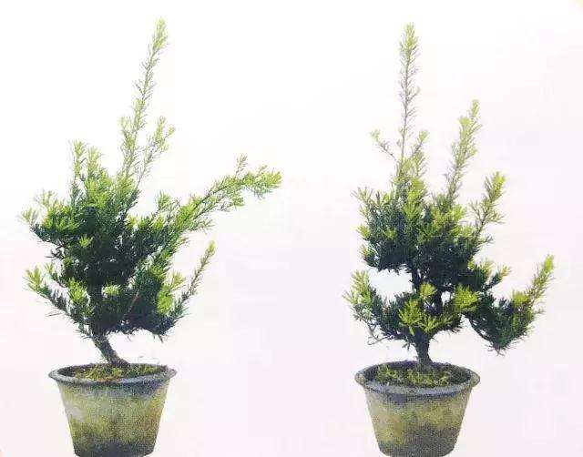 罗汉松盆景怎么上盆制作的方法