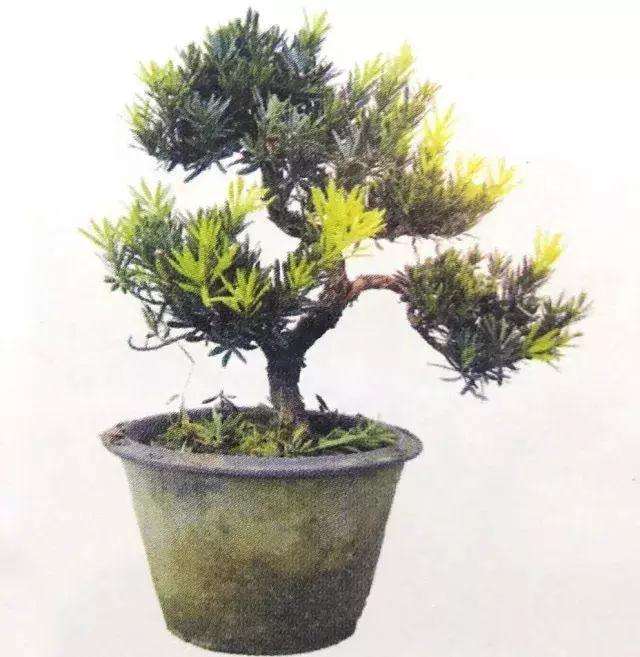 罗汉松盆景怎么上盆制作的方法