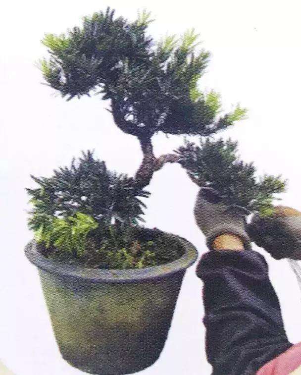 罗汉松盆景怎么上盆制作的方法