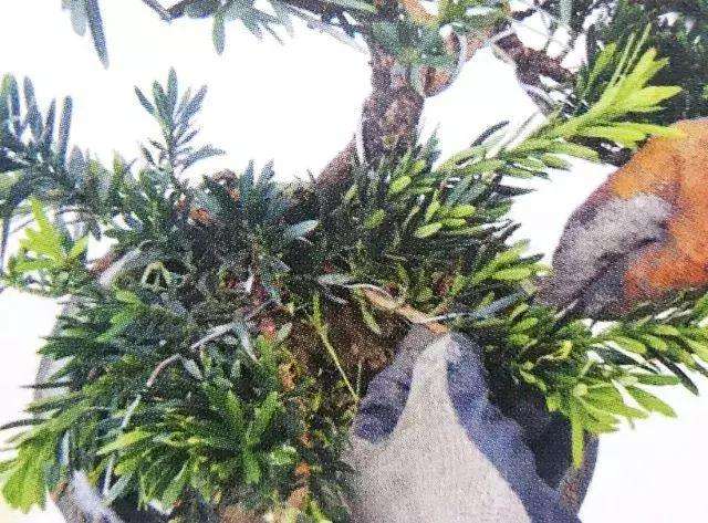 罗汉松盆景怎么上盆制作的方法