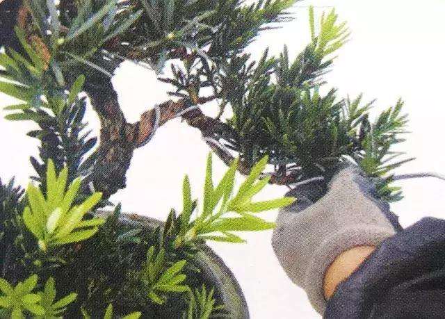 罗汉松盆景怎么上盆制作的方法