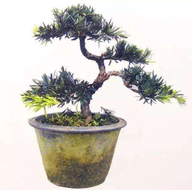 罗汉松盆景怎么上盆制作的方法