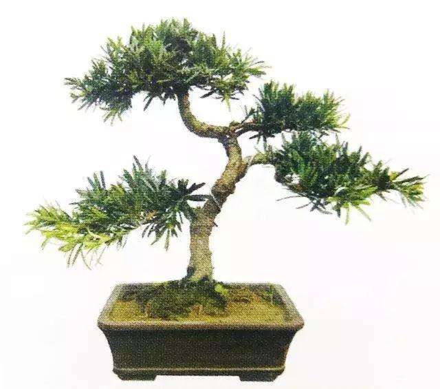 罗汉松盆景怎么上盆制作的方法