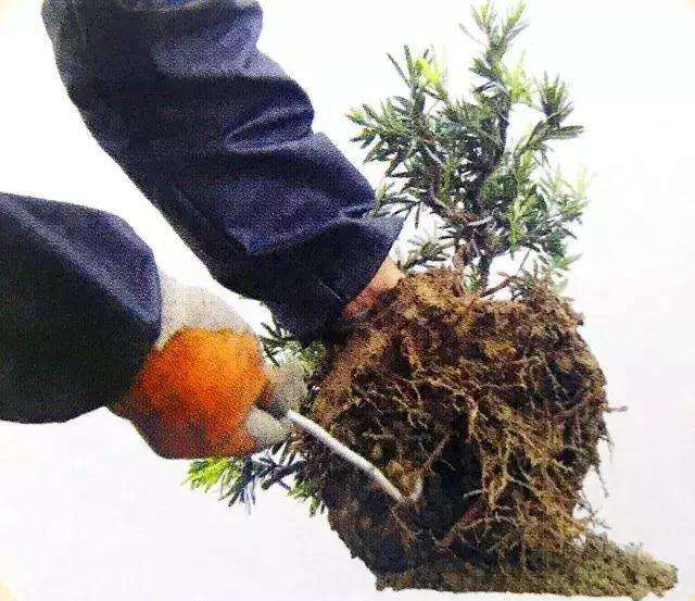 罗汉松盆景怎么上盆制作的方法