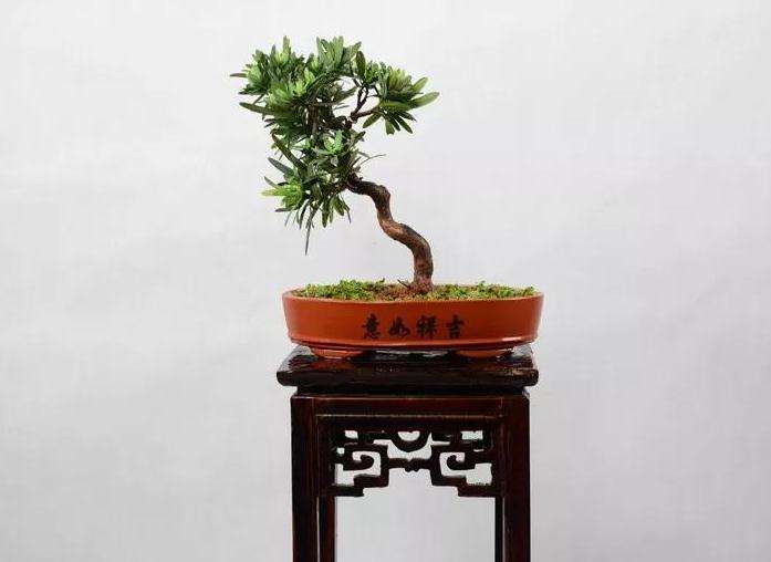 罗汉松盆景怎么取材制作的方法