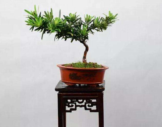 罗汉松盆景怎么取材制作的方法