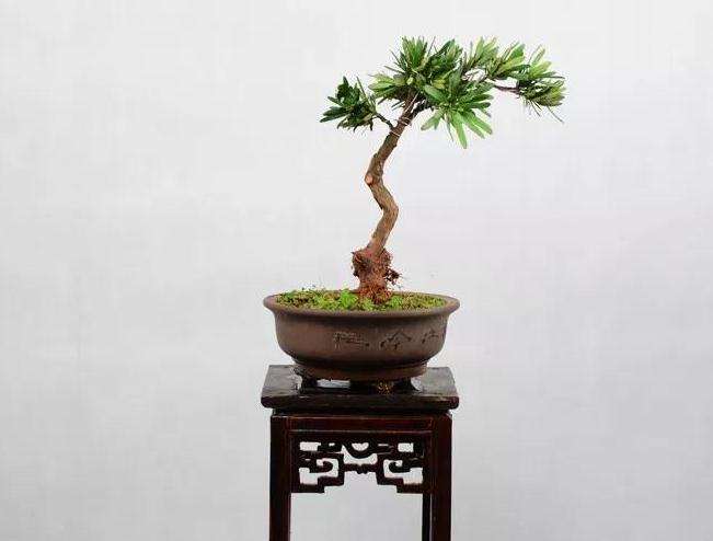 罗汉松盆景怎么取材制作的方法