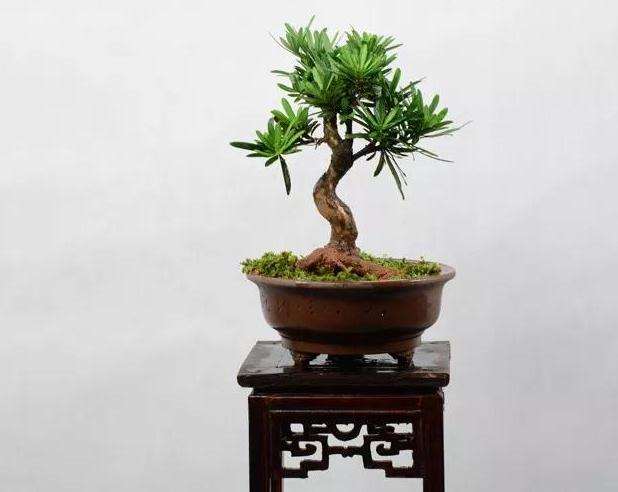 罗汉松盆景怎么取材制作的方法