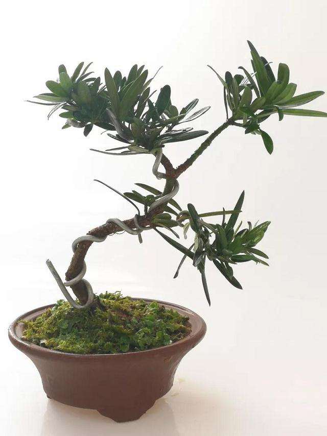 罗汉松盆景怎么取材制作的方法