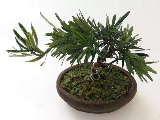 罗汉松盆景怎么取材制作的方法