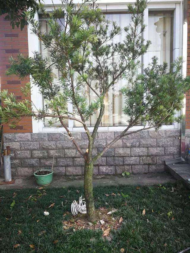 罗汉松盆景树怎么造型设计