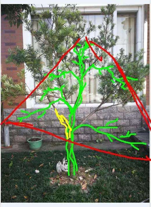 罗汉松盆景树怎么造型设计