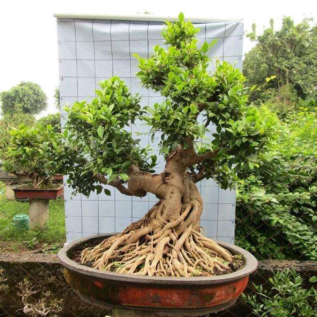 榕树盆景怎么采桩养护的方法 图片