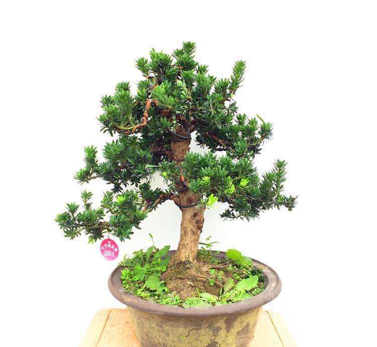 珍珠罗汉松盆景该如何养护的方法